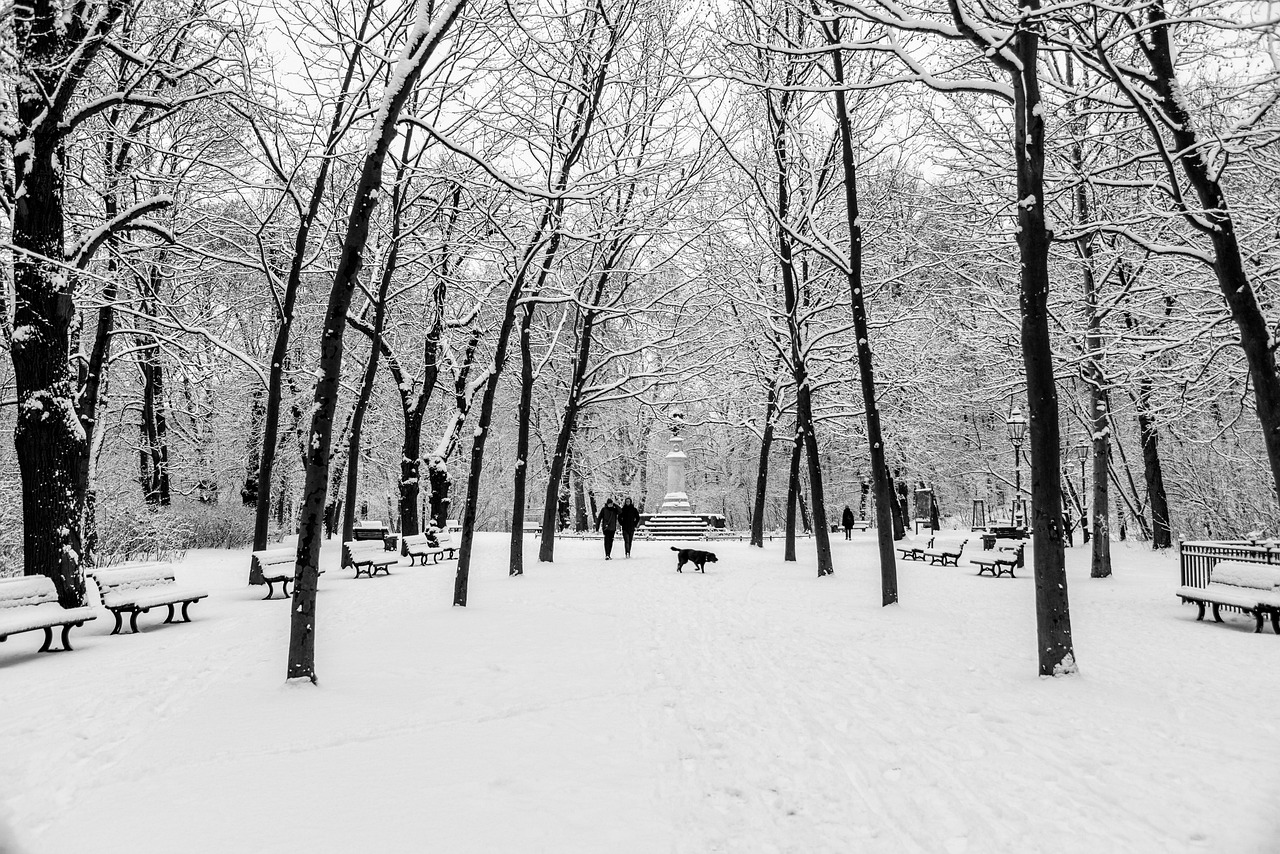 冬天 公园 雪 - Pixabay上的免费照片 - Pixabay