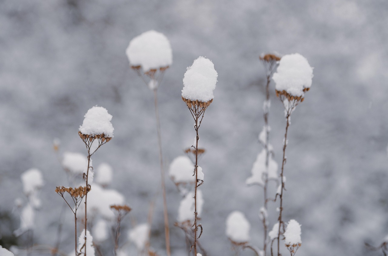 겨울 식물 서리 - Pixabay의 무료 사진 - Pixabay