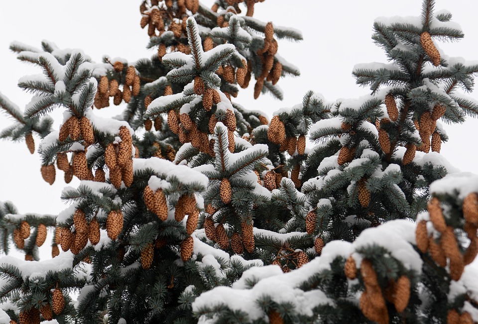 针叶树 冬天 雪 - Pixabay上的免费照片 - Pixabay