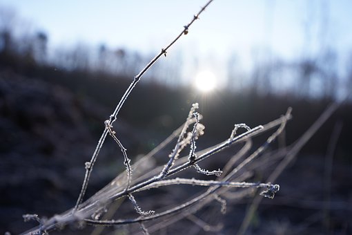 Free Hoarfrost Frost photo and picture