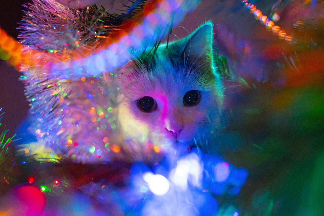 Cat Christmas Decoration Free Photo On Pixabay Pixabay