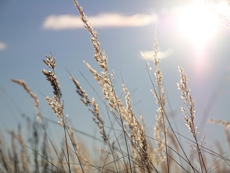 Free Field Sun photo and picture