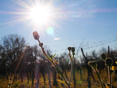 Free Sun Field photo and picture