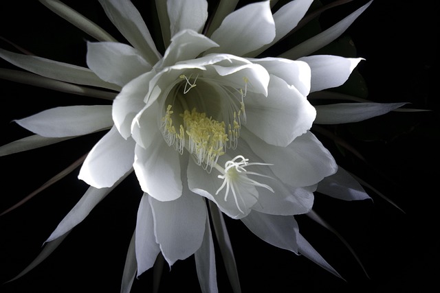 Blume, Blütenblätter, Blüte, Garten