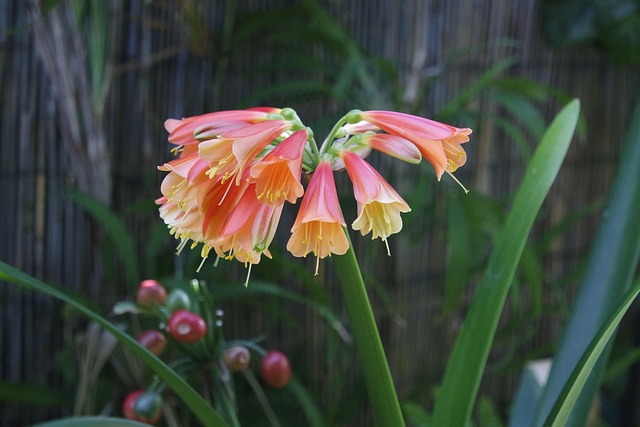 Blume, Blütenblätter, Blüte, Garten