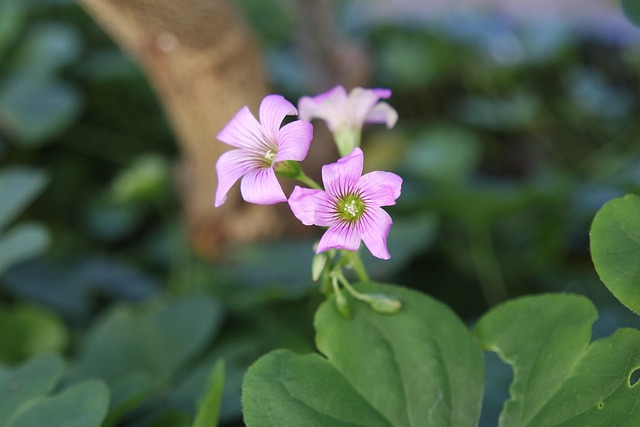 Blumen, Pinke Blumen, Schöne Blumen