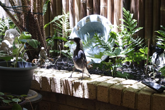 Elster, Vogel, Natur, Besuch, Garten