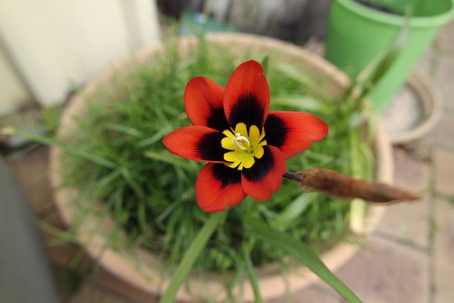 Taglilie, Blume, Pflanze, Blütenblätter