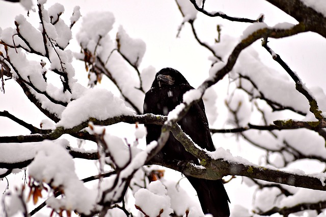 Free Crow Bird photo and picture