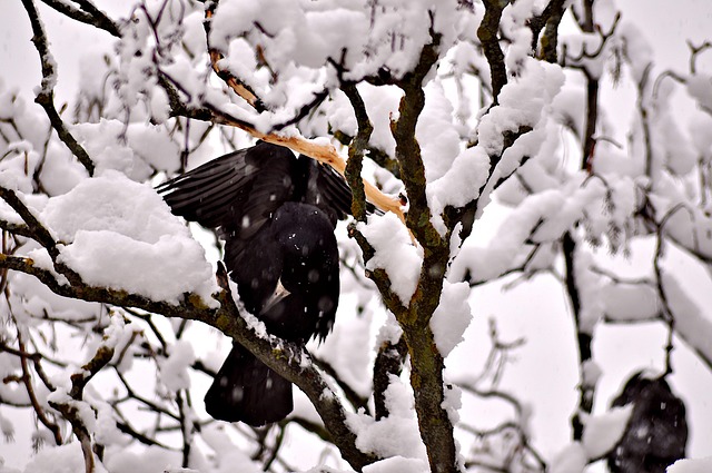 Free Crow Bird photo and picture