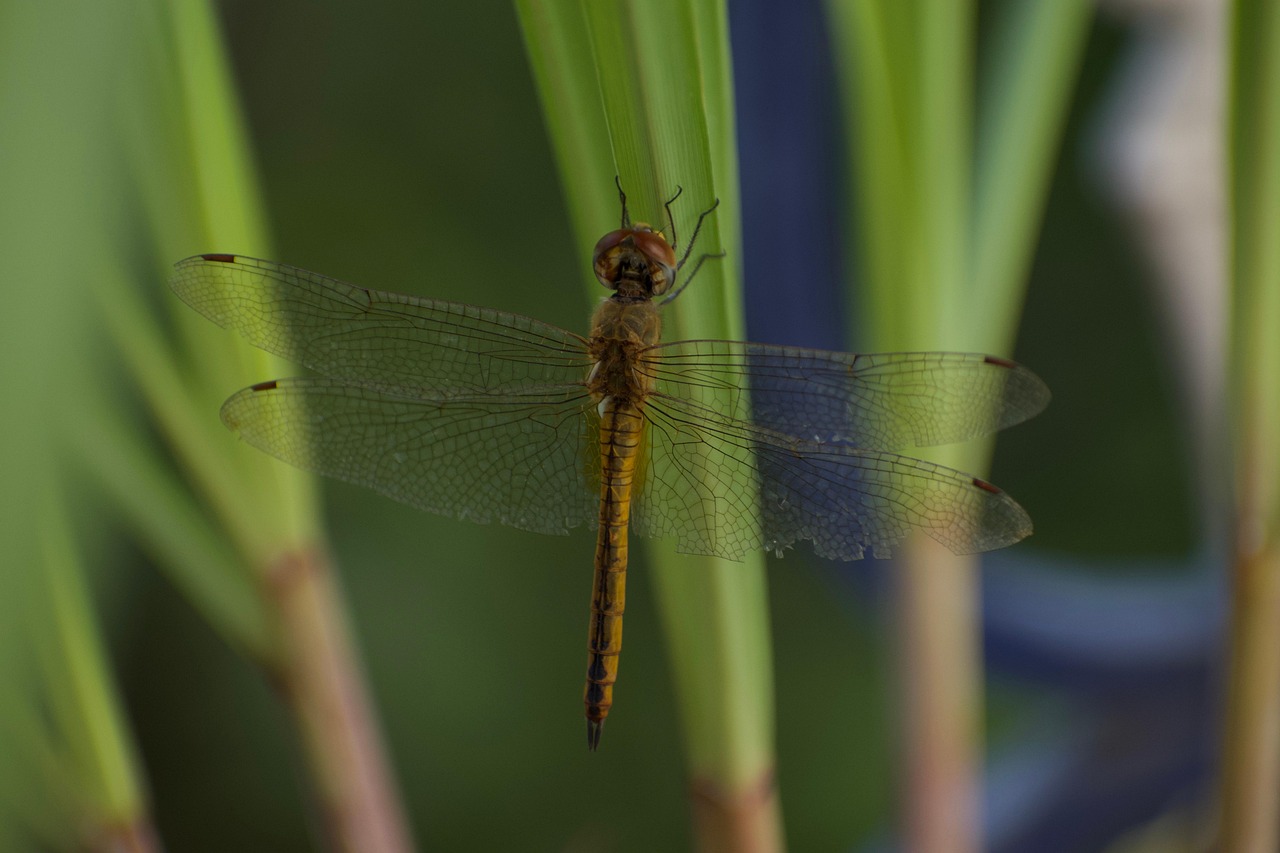 Dragonfly Insect Macro - Free photo on Pixabay - Pixabay