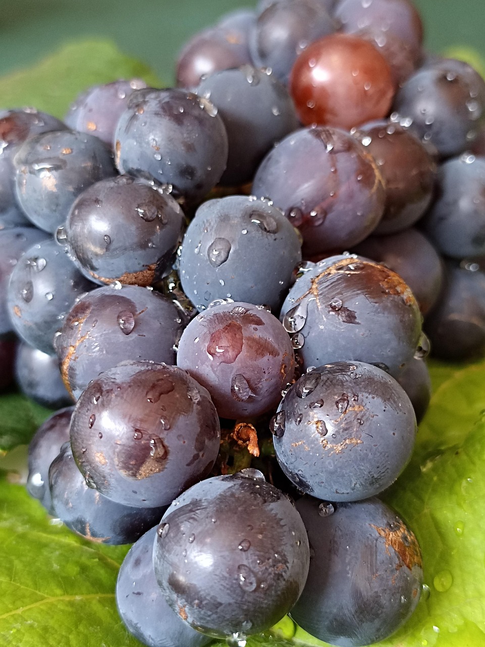 Weintrauben Früchte Lebensmittel - Kostenloses Foto auf Pixabay - Pixabay
