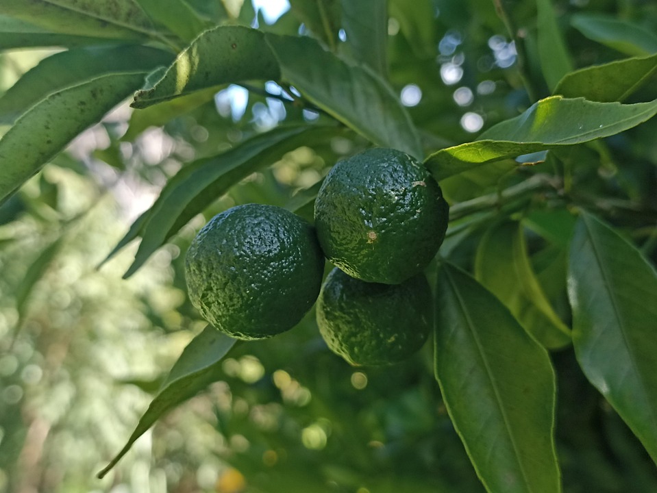 Fruit Tangerine Green Free photo on Pixabay Pixabay