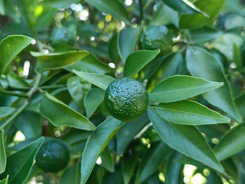 Fruit Tangerine Green Free photo on Pixabay Pixabay