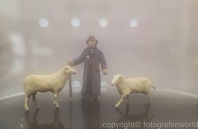 Free Sheep Fog photo and picture