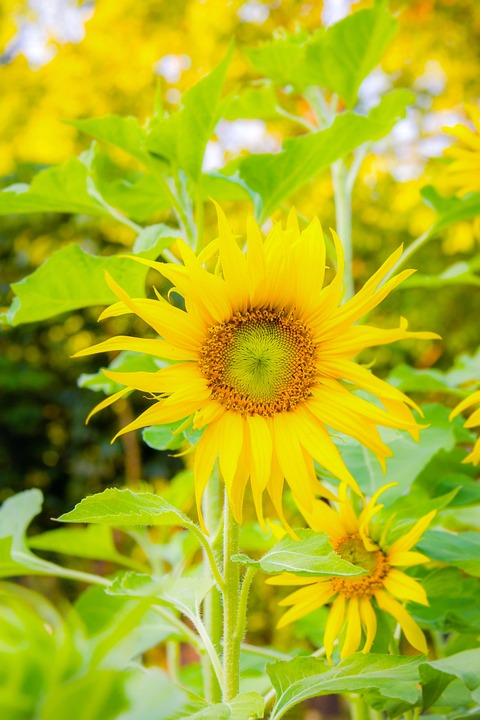 Sunflower Flower Plant Yellow - Free photo on Pixabay - Pixabay