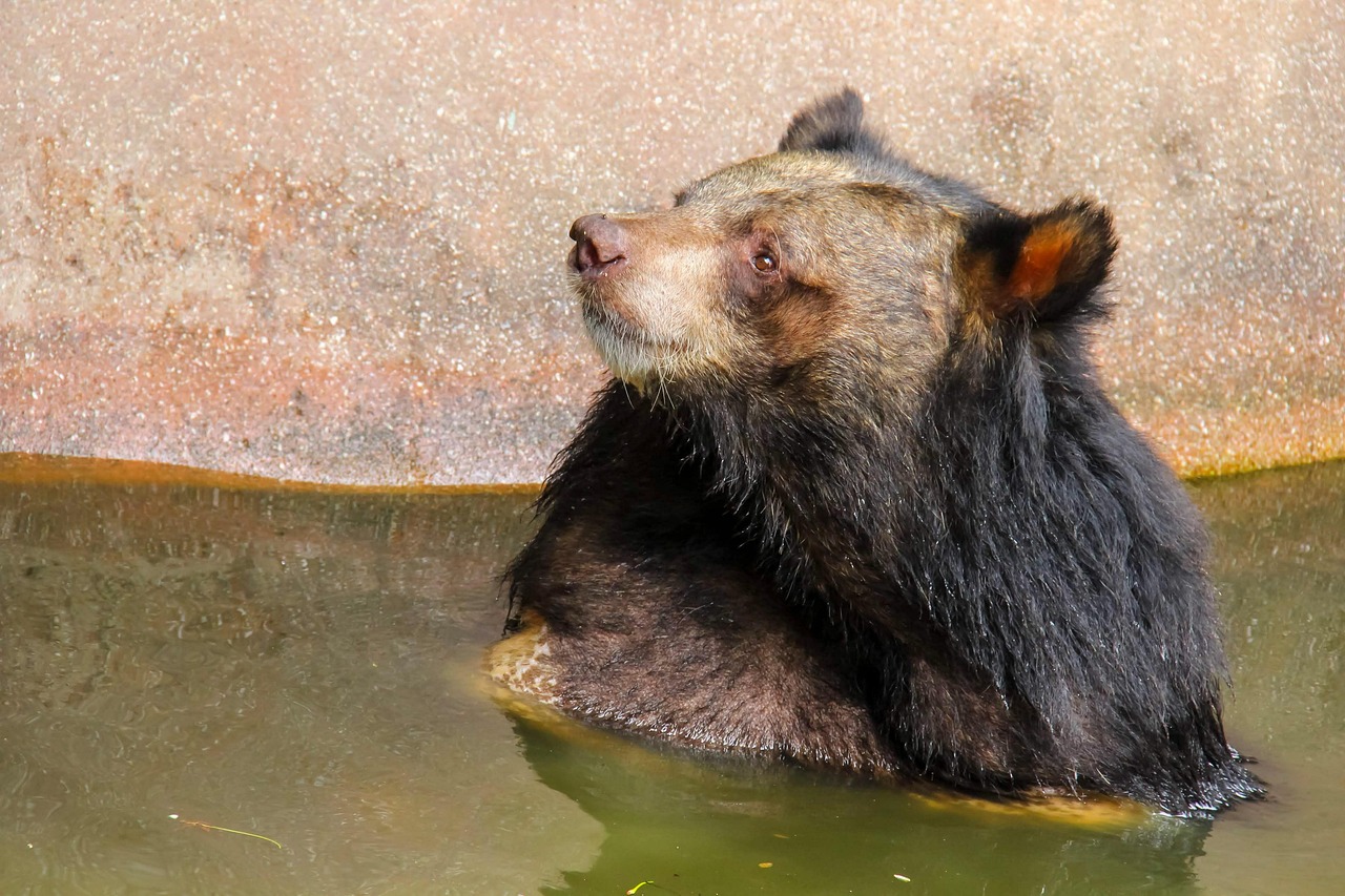 Animal - free online jigsaw puzzle photo
