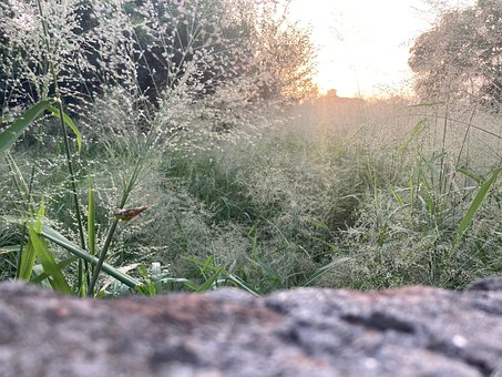 Atardecer, Hierba, Rock, Plantas