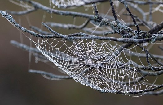 Spindelvev, Duggdråper, Web, Makro