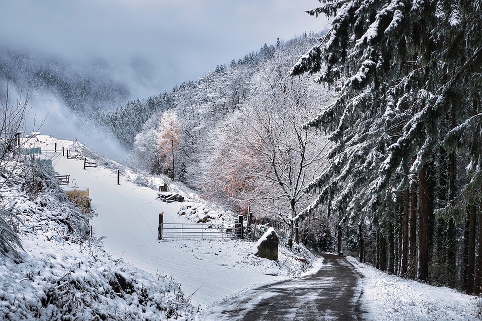 Black Forest Winter - Free photo on Pixabay