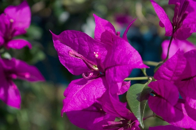 Free Bougainvillea Flowers photo and picture