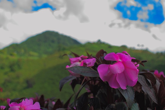 Free Mountain Nature photo and picture