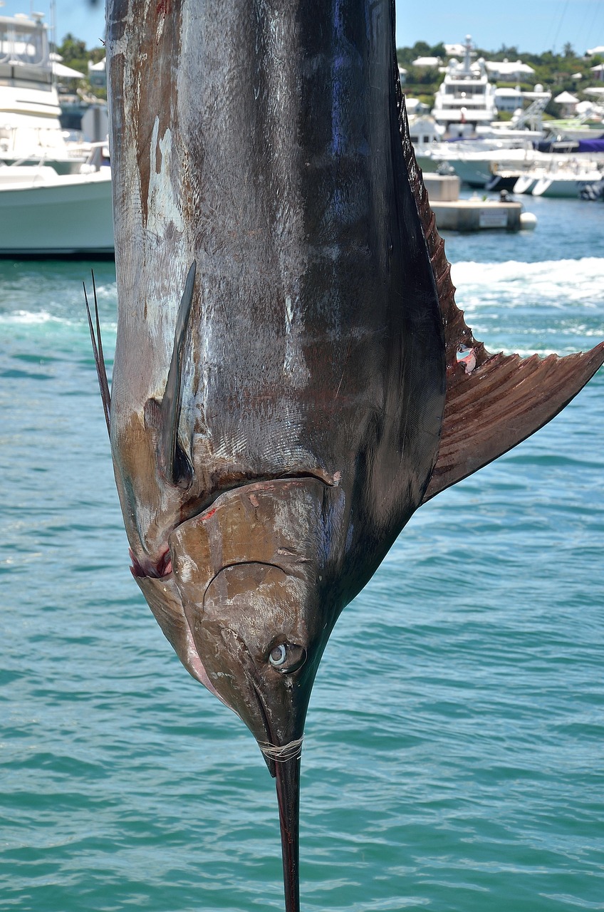 10,000+ Free Marlin Fish & Fish Images - Pixabay