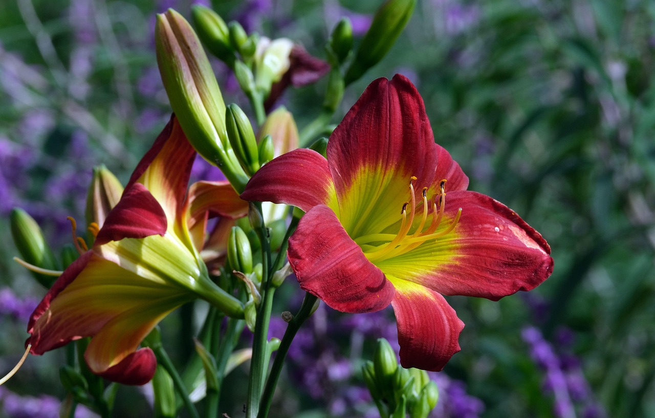 Más de 800 imágenes gratis de Azucenas y Naturaleza - Pixabay