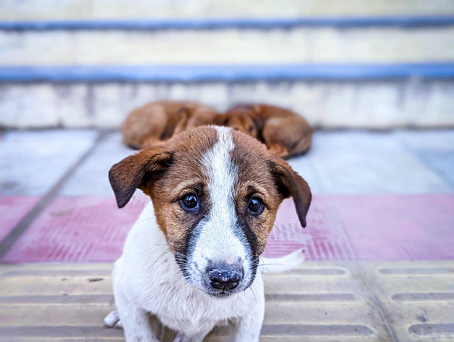 Free Animal Puppy photo and picture