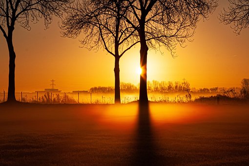 Natur, Træer, Solnedgang, Skumring