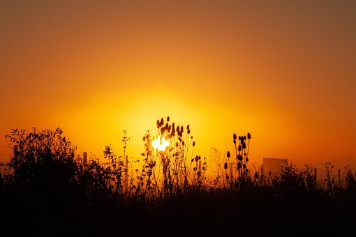 Siv, Græs, Natur, Solnedgang, Skumring
