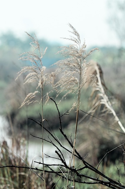 Baum, Wald, Natur, See, Meer