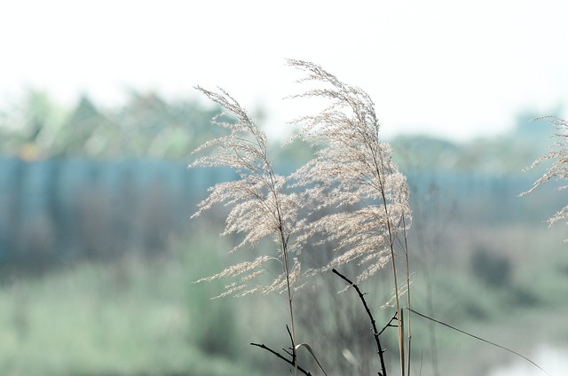 Schilf, Wiese, Natur, Wald