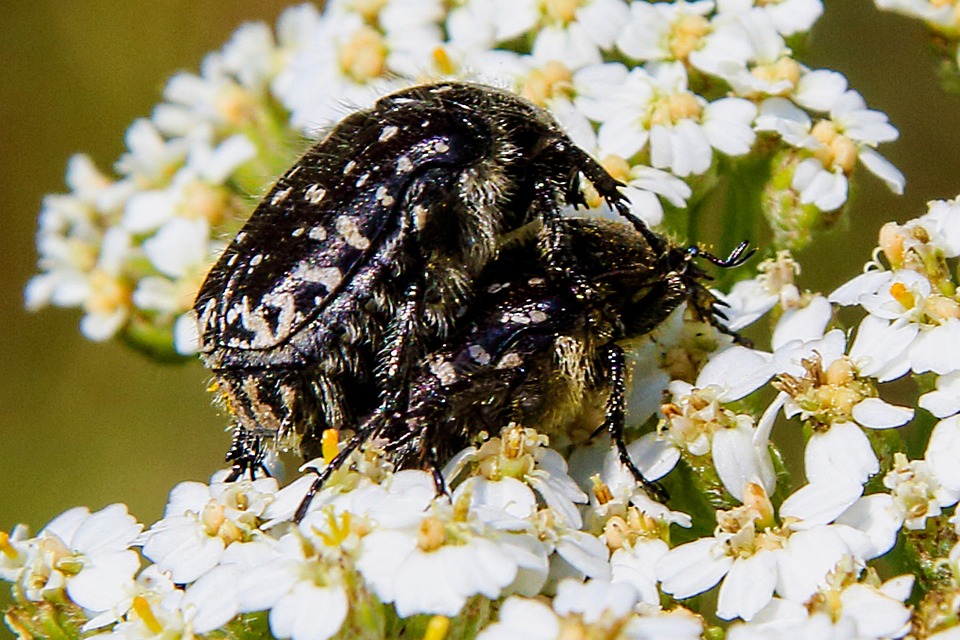 The Funeral Sheet Insect Nature - Free photo on Pixabay - Pixabay