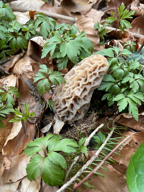 Morel, Pilz, Wachstum, Wald