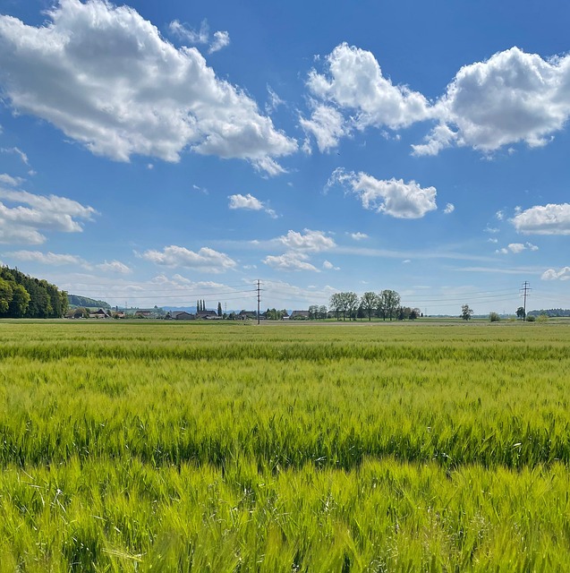 Wiese, Natur, Feld, Ländlich, Draußen