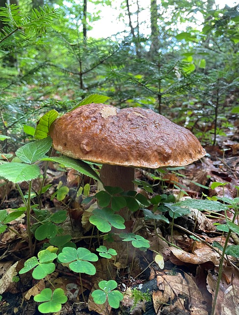 Pilz, Pflanze, Pilzkunde, Wald, Wild