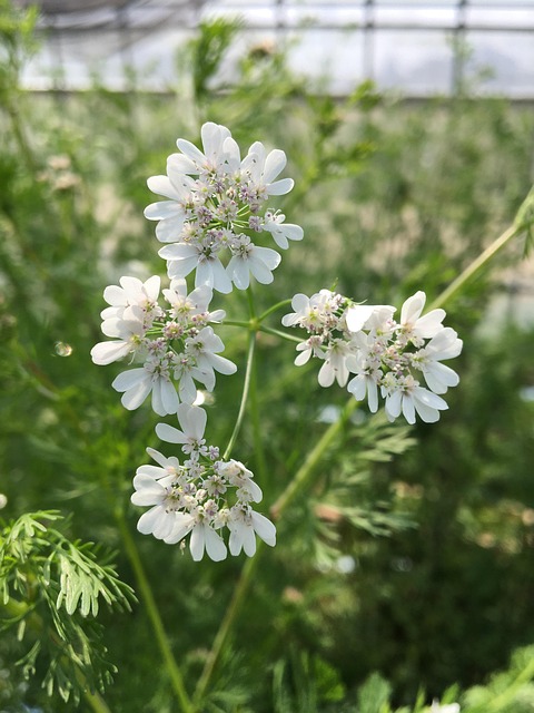 Coentro, パ ク チ ー, 花, Flores, 日本