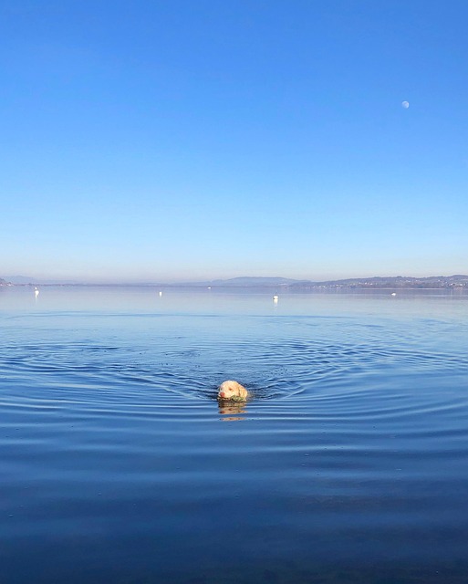 Tier, Hund, Hund, Säugetier, Schwimmen