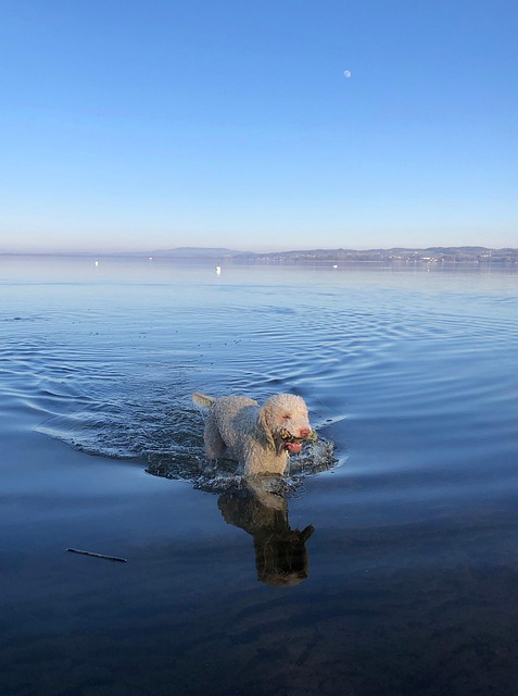 Tier, Hund, Hund, Haustier, Säugetier