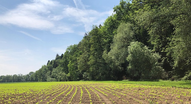 Felder, Aussaat, Landwirtschaft, Wald