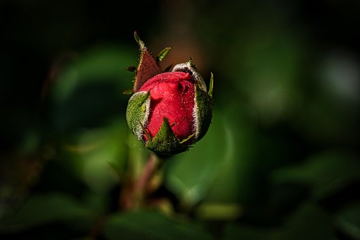 Free Flower Bud Flower Background photo and picture