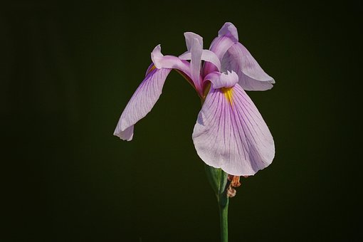 Free Orchid Flower Wallpaper photo and picture