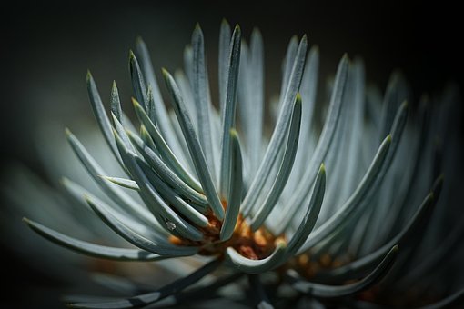 Free Conifer Nature photo and picture
