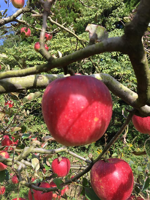 Maçã, 林檎, 日本, Japão, Fruta