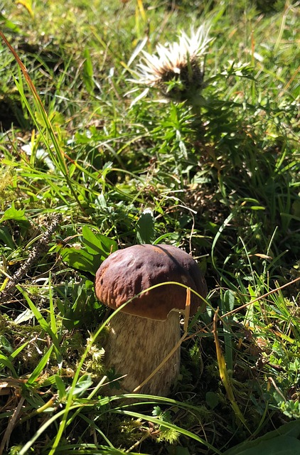 Kiefer Pilz, Wiese, Wilder Pilz, Essbar