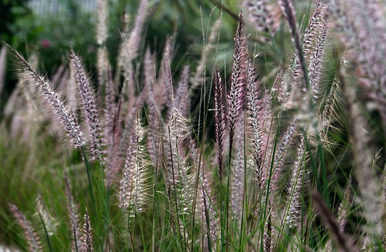 Purple Fountain Grass Meadow Free photo on Pixabay Pixabay