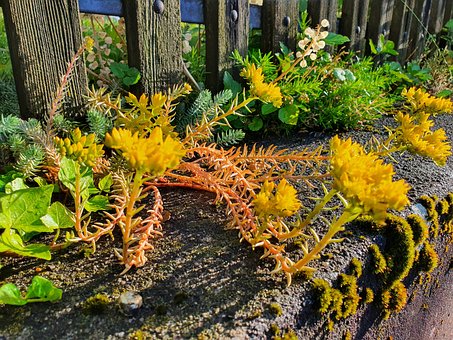 Free Plants Moss photo and picture