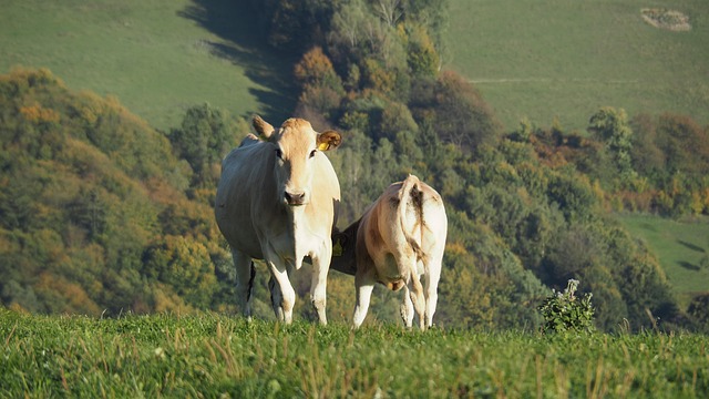 Fördermittel für die Tierproduktion mit offenen Bewerbungen in Figueira de Castelo Rodrigo