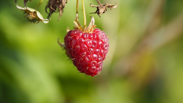 Frugt, Hindbær, Økologisk, Bær, Makro